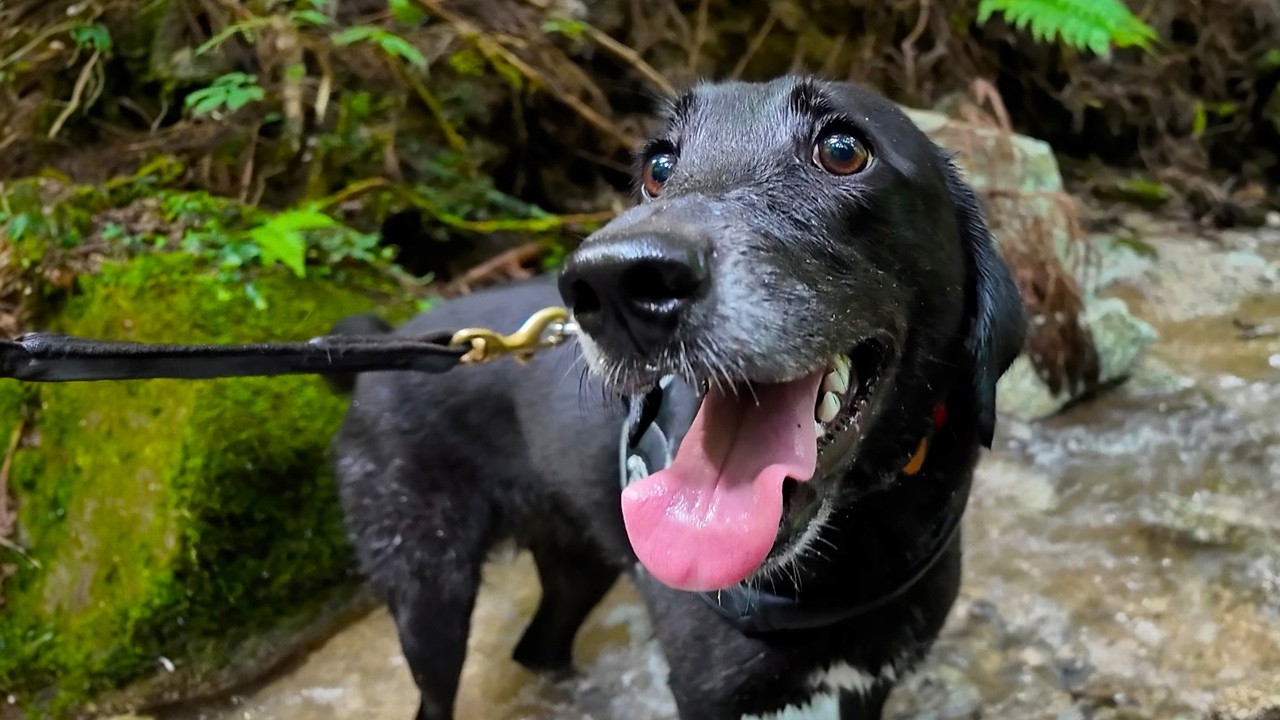 【犬Vlog】山に行っても水遊びがやめられない犬。