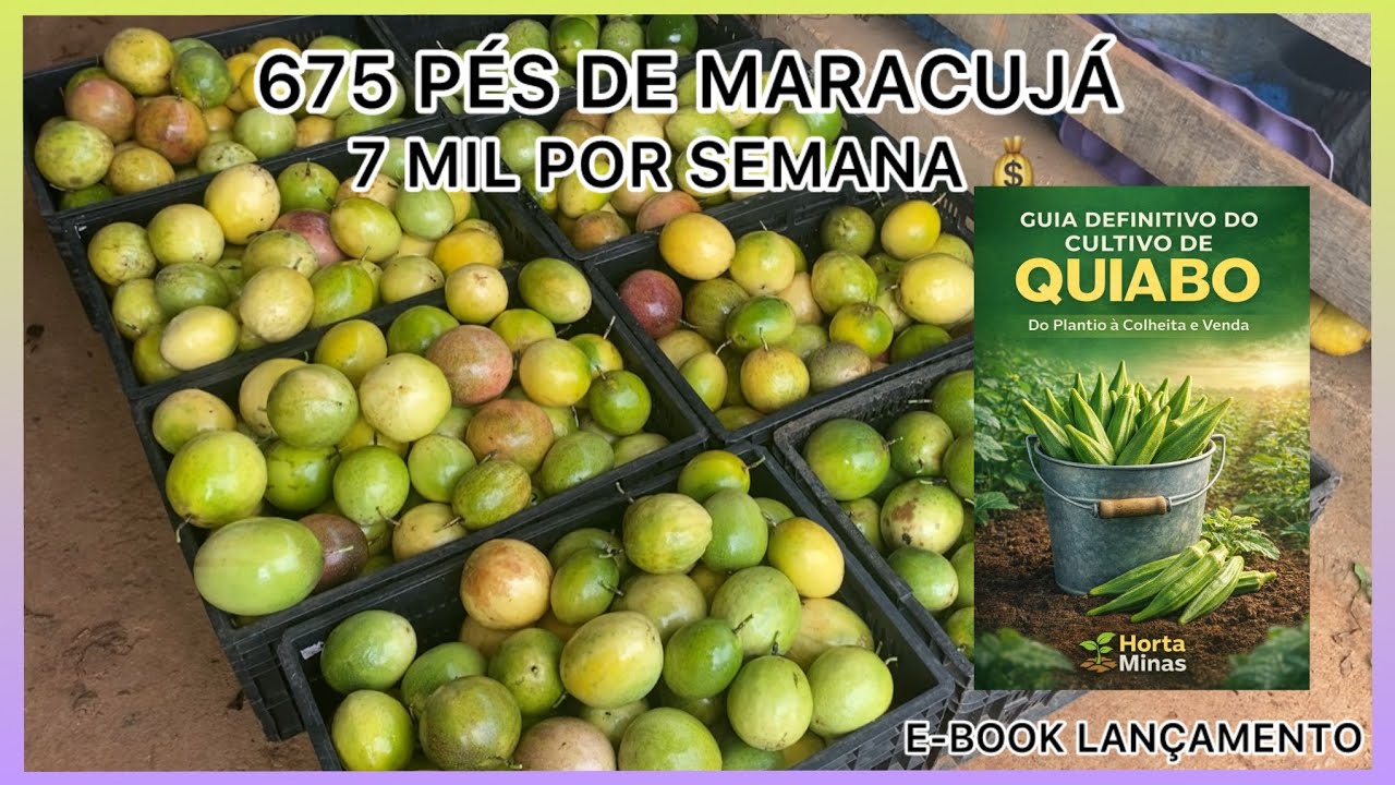 7 MIL REAIS POR SEMANA COM 675 PÉS DE MARACUJÁ 💰🤠🙏🏼 #agro #agricultura 