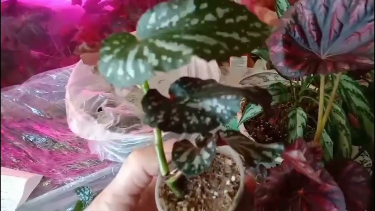Излишки растений 🌱🌱🌱 26.04.25