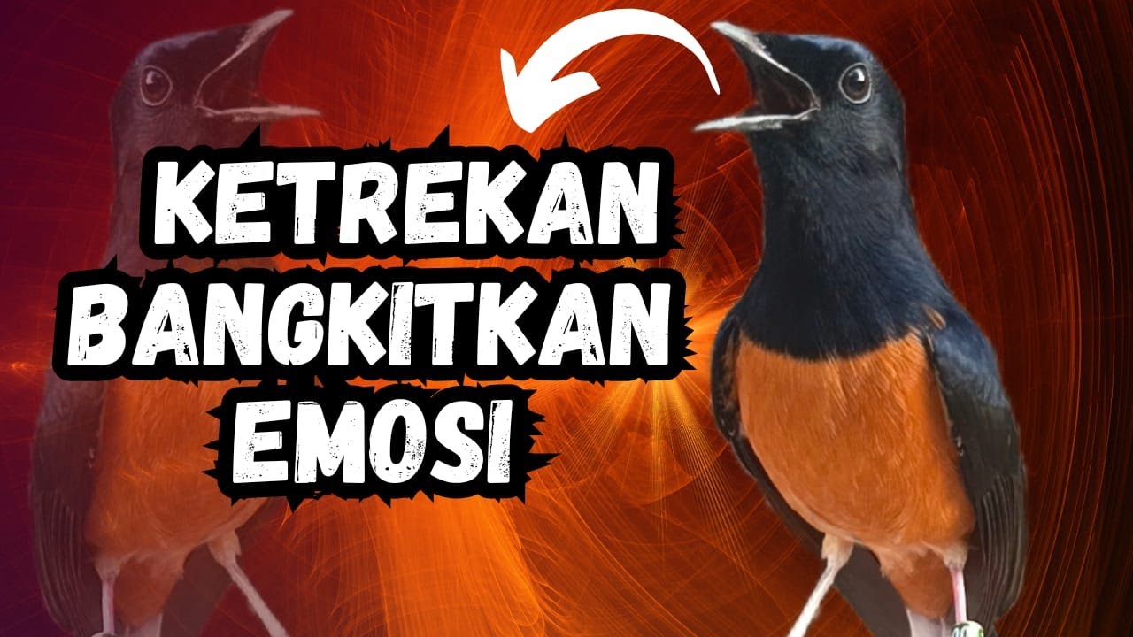 BUKTIKAN‼️KETEKAN MURAI BATU GACOR AMPUH BIKIN MURAI BATU CEPAT BUNYI LANGSUNG NYAUT EMOSI
