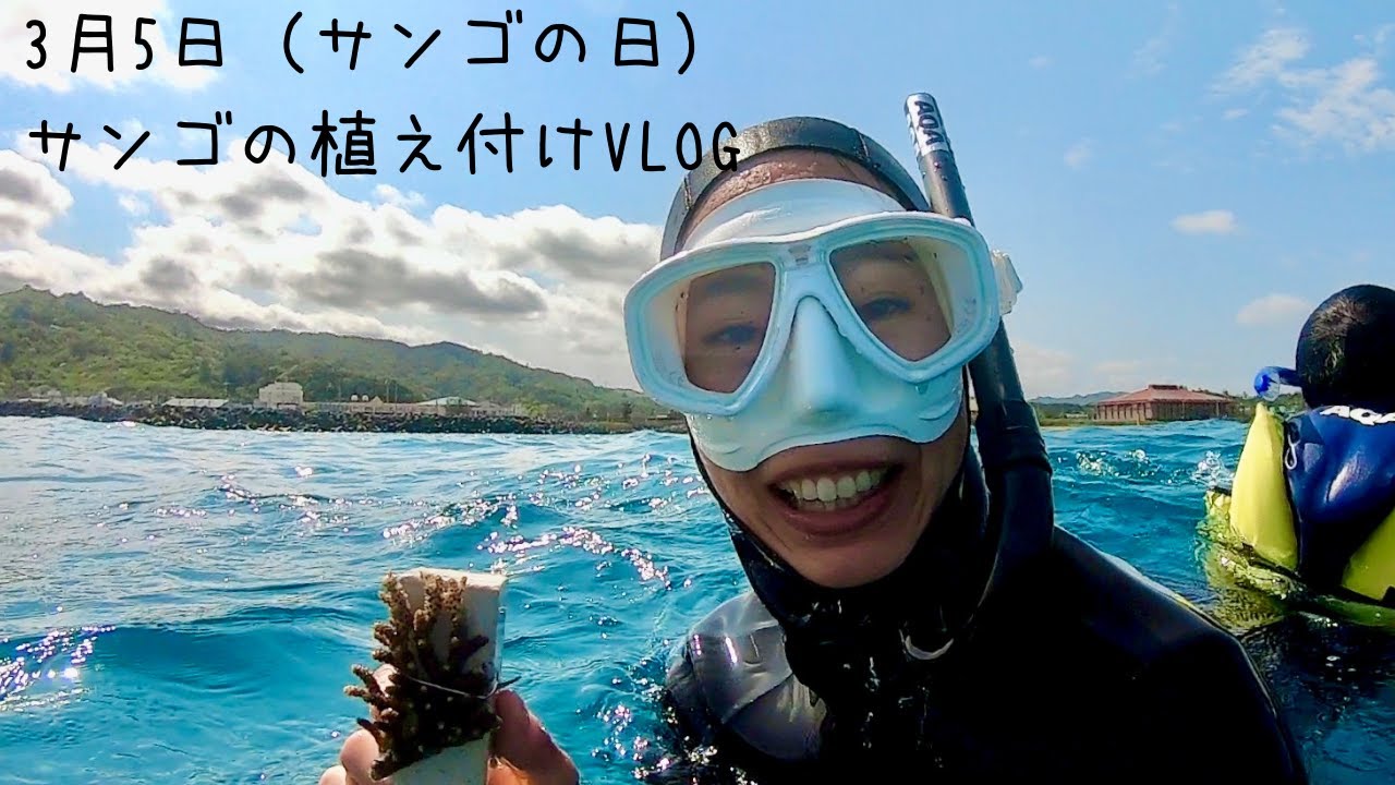3月5日はサンゴの日！サンゴ養殖場へ植え付け体験行ってきた