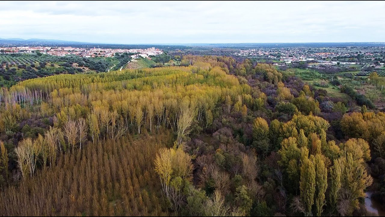 Sotos del río Alberche en Escalona y pinar de Almorox