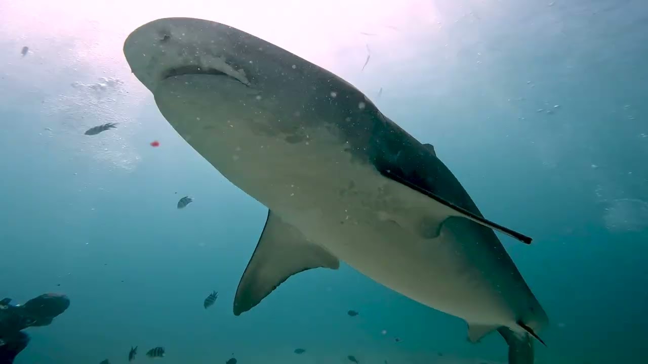 The Maldives with Bouley Bay Dive Centre 2025