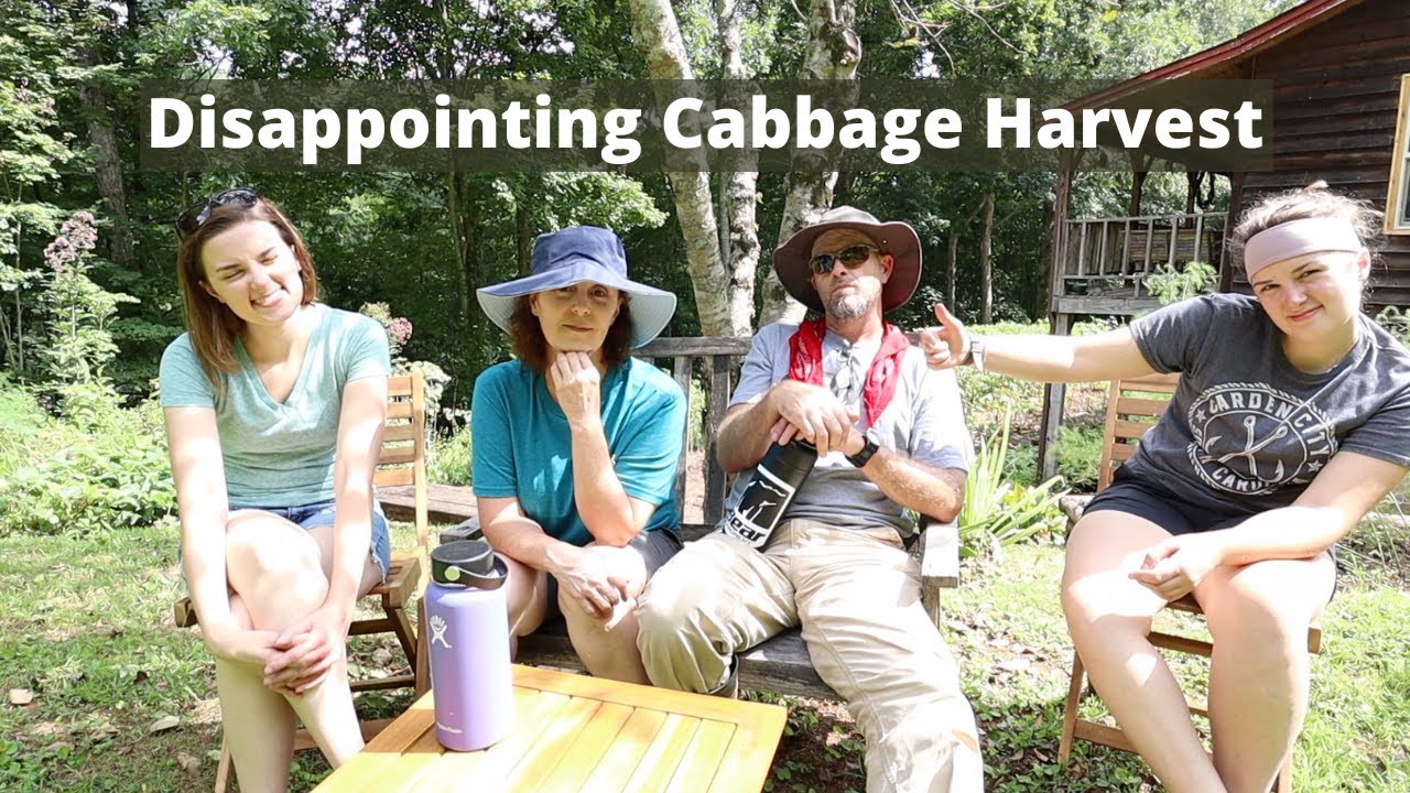 Our Cabbage Harvest was Pitiful but Family Camaraderie and Sweet Popsicles Brightened Our Day