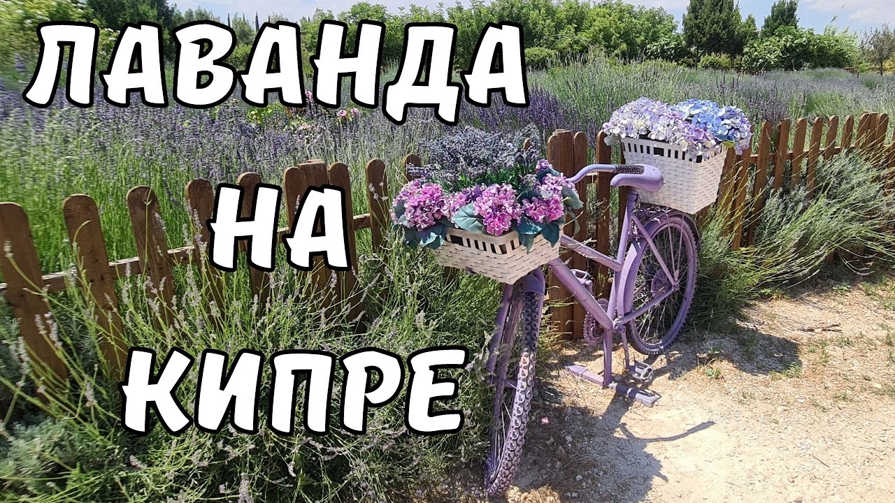 КИПР влог: лаванда в CyHerbia Park, а также сувениры,  шикарные фото зоны и многое другое!
