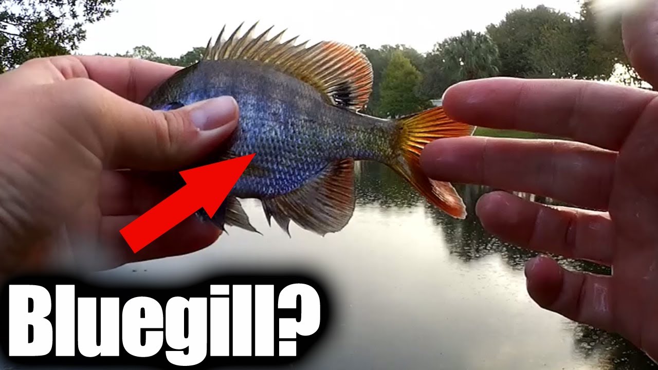 What Kind of Fish are in a Pond? Float Fishing in a New Pond