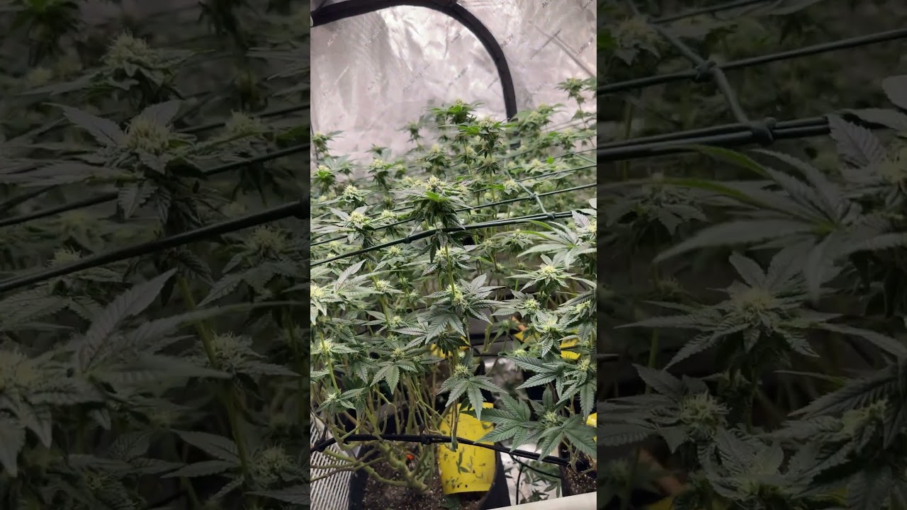 PCG Purple city genetics - Carbon Fiber
