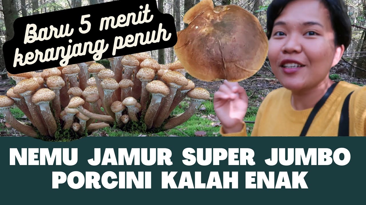 PANEN CHIODINI / HONEY MUSHROOM LAGI - KALI INI NEMU JAMUR PENYIHIR SUPER JUMBO 😍