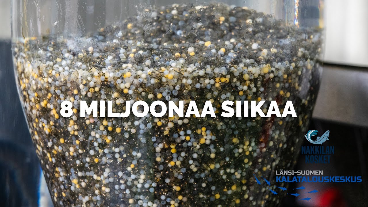 SIIKATEHDAS varmistaa onkisaaliit