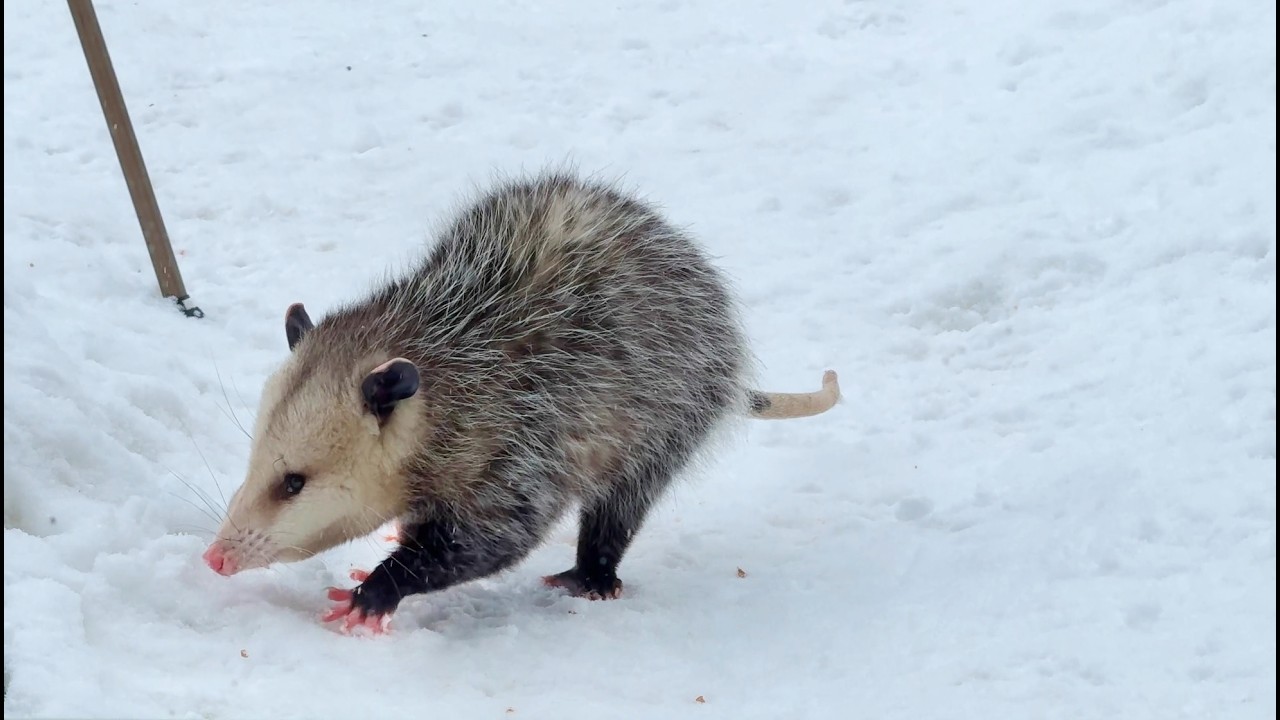 Virginia Opossum is looking for Food in Cold Canadian Winter
