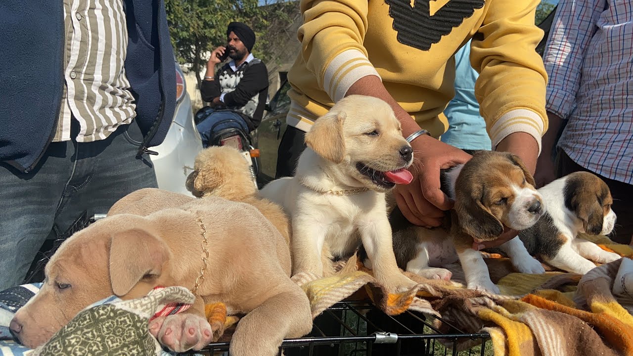 Wholesale Dog Market At Patiala Dog Show