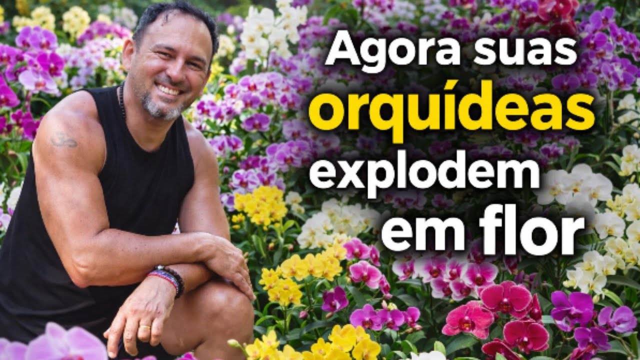 Passo a passo para ter uma orquídea florescendo o ano todo.