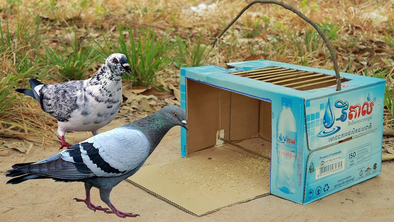 Best Quick Bird Trap Make From Vital Cardboard Box And Woods - Simple Pigeon Trap Easy