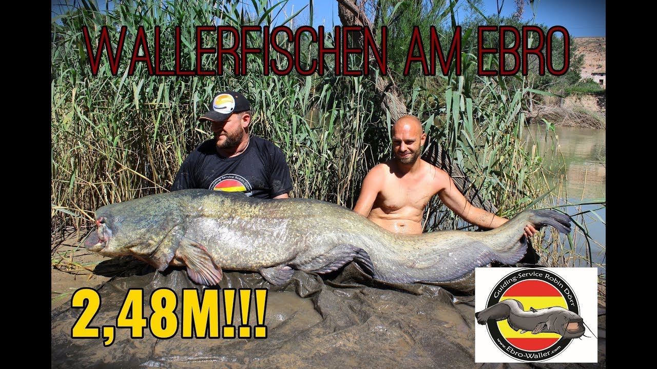Wels angeln am Ebro 2,48M!!! | wr fishing