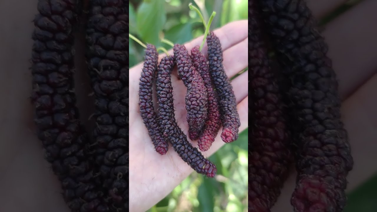 гималайская шелковица