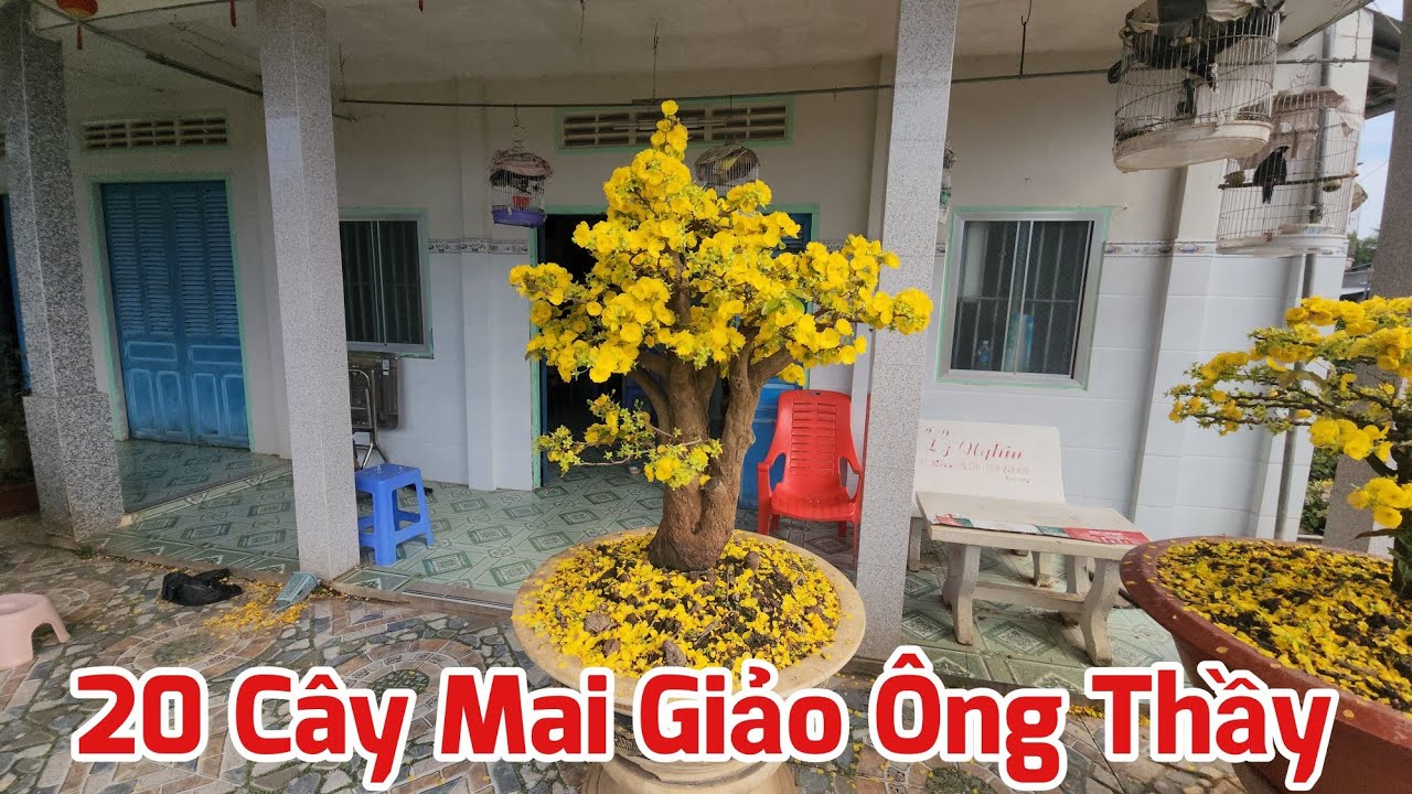 Ngày 15/03 - Bán 20 Cây Mai Giảo Ông Thầy