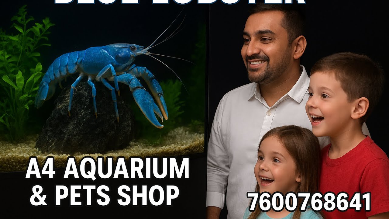 Essential Lobster Care Tips for Beginners and Pros| A4 Aquarium Ahmedabad | #aquarium #fishtank 