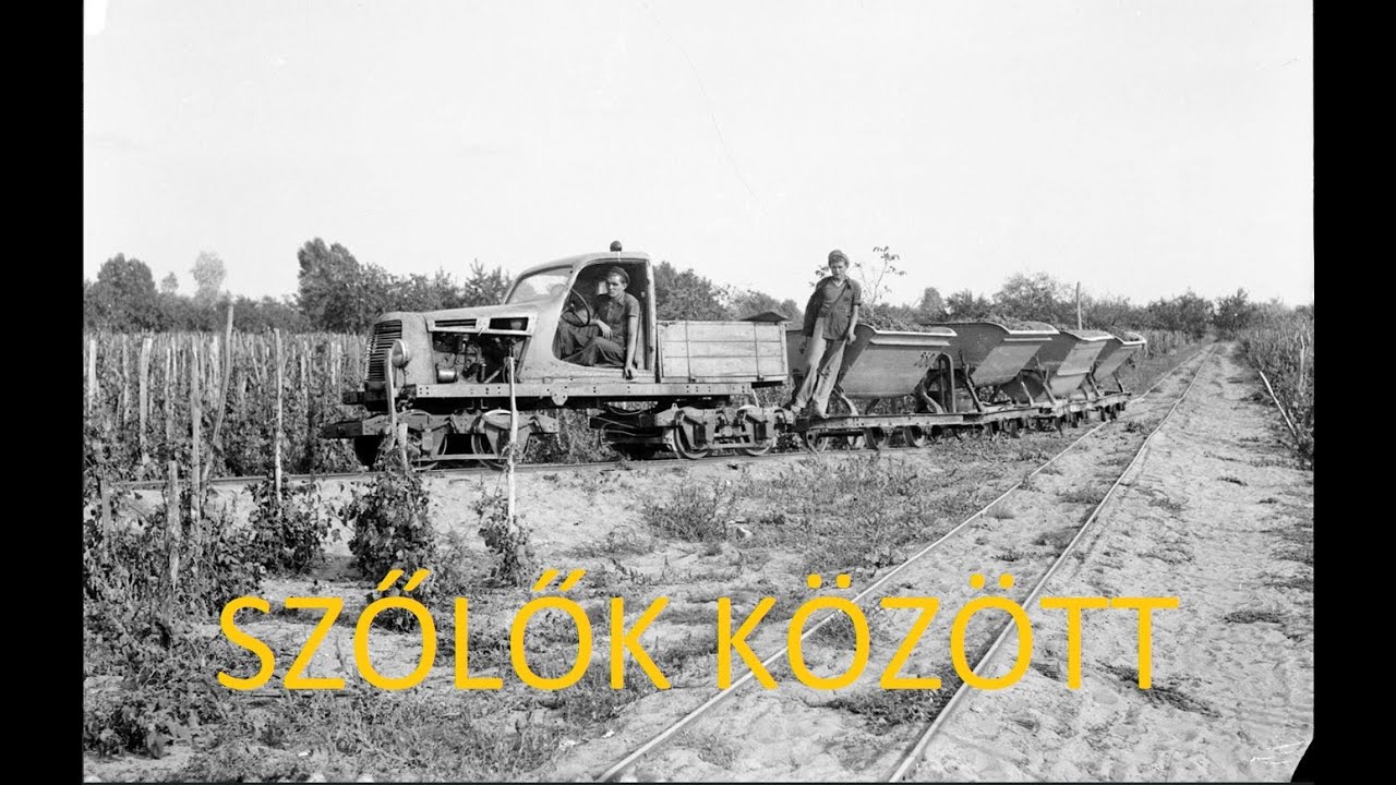 SZŐLŐK KÖZÖTT FUTÓ VASÚT? - A helvéciai szőlővasút, ami nyomtalanul eltűnt
