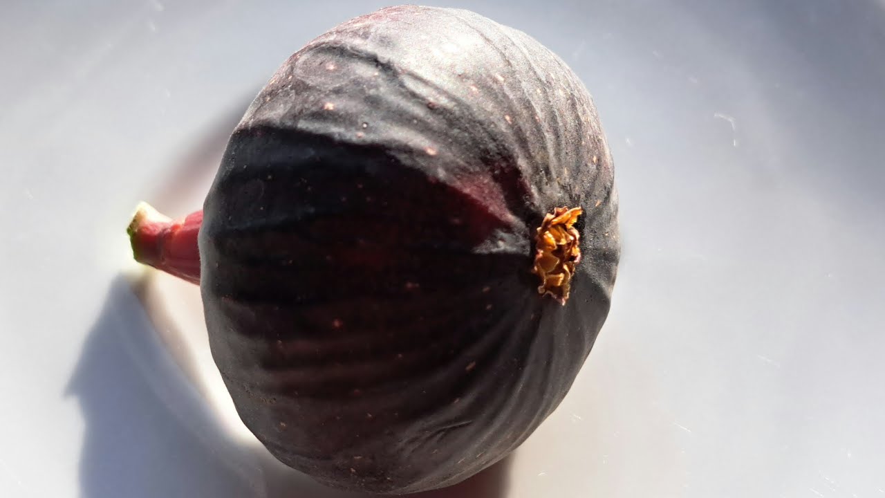 Инжир Violette de Sollies - Fig Violette de Sollies. Первый плод на саженце из черенка этого года!