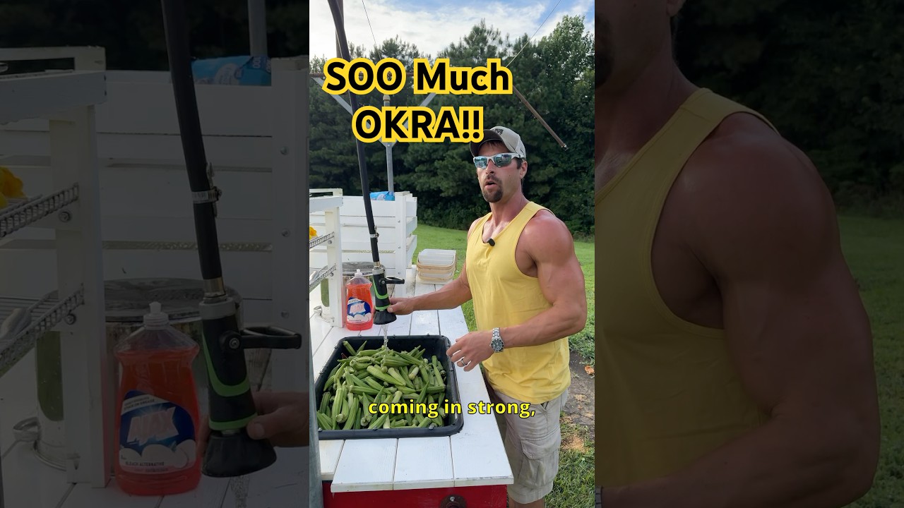 Dehydrated Okra! #okra #dehydrator #garden #gardening #foodstorage #homestead