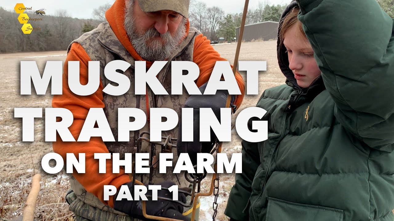 Muskrat Trapping on the Farm - Part 1 [setting muskrat traps with the family]