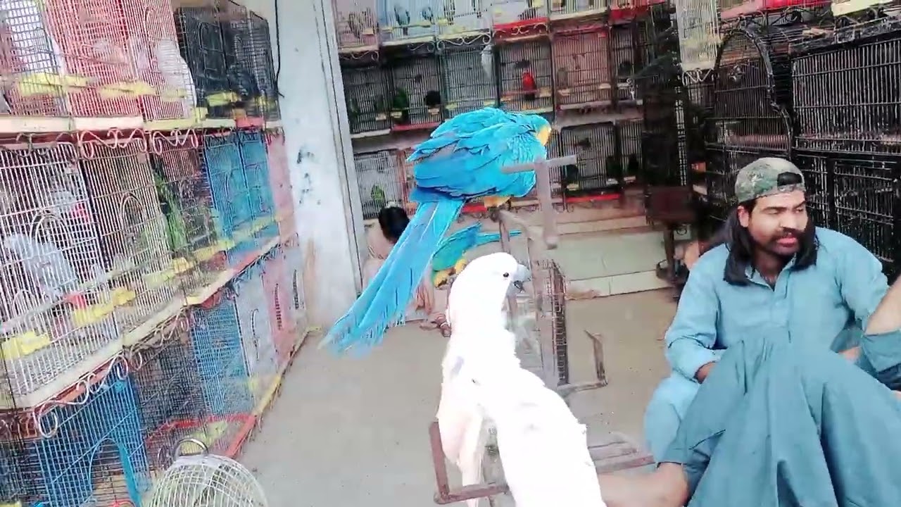 Vlog # 06 Karachi Saddar animals and birds and Dogs Adventure With Fun