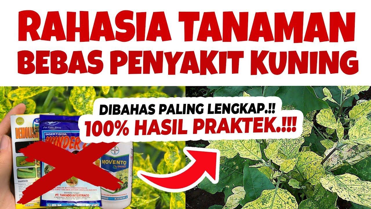 PALING LENGKAP..❗❗❗ RAHASIA TANAMAN BEBAS BULAI GEMINI / KUNING KUTU KEBUL. MAU.??? | cabe, terong