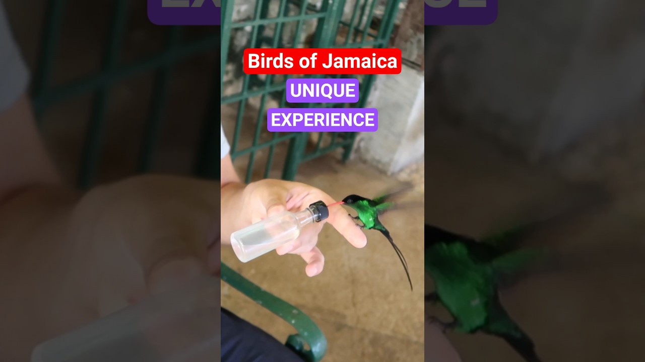 Birds of Jamaica - Doctor Bird Unique Experience