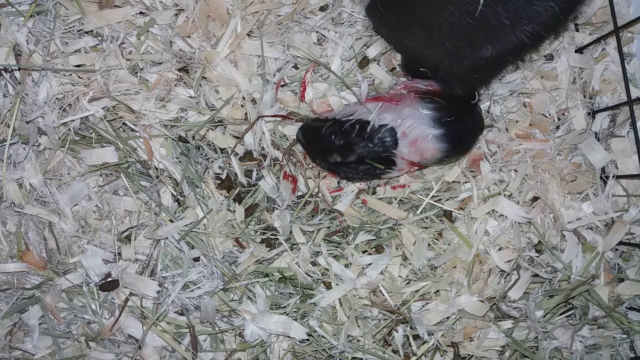 Guinea Pig Struggles with 1st Pregnancy - Pinnie has 5 babies with some difficulty and needs help