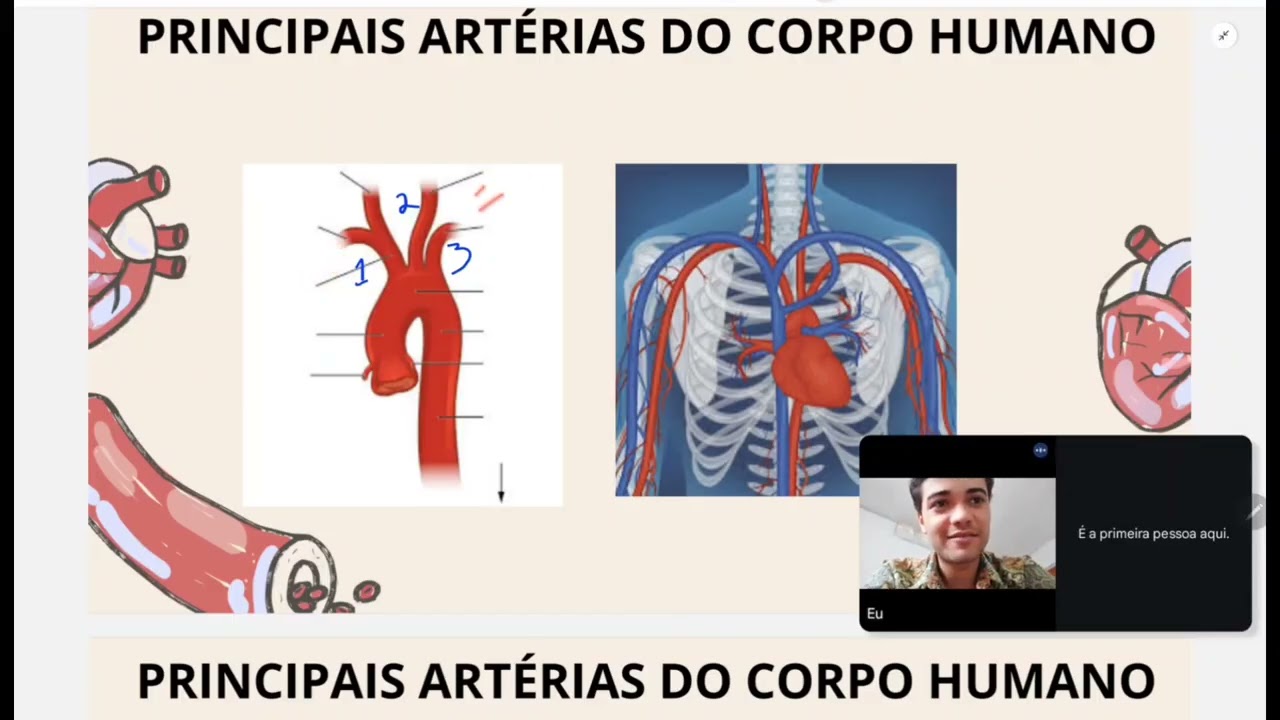 Principais artérias do corpo humano.  @anatomiasimplificada