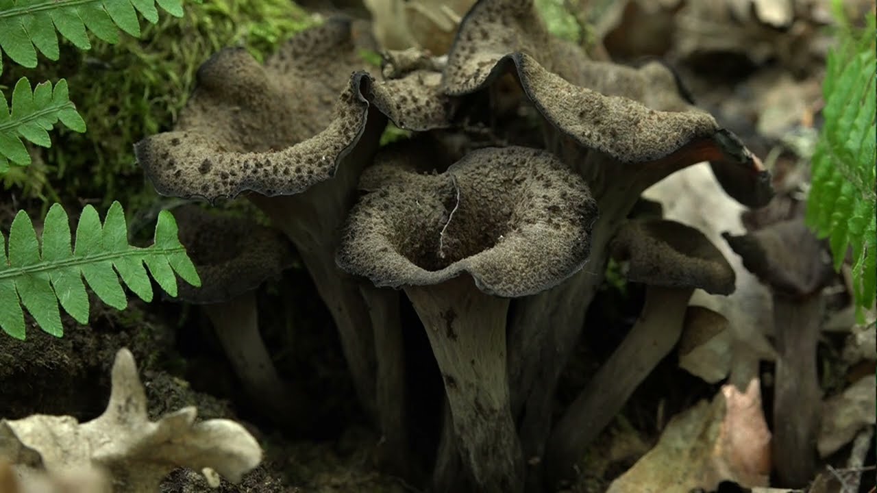Top 7 Setas Gigantes Impresionantes que Deber&iacute;as Conocer 🍄😱