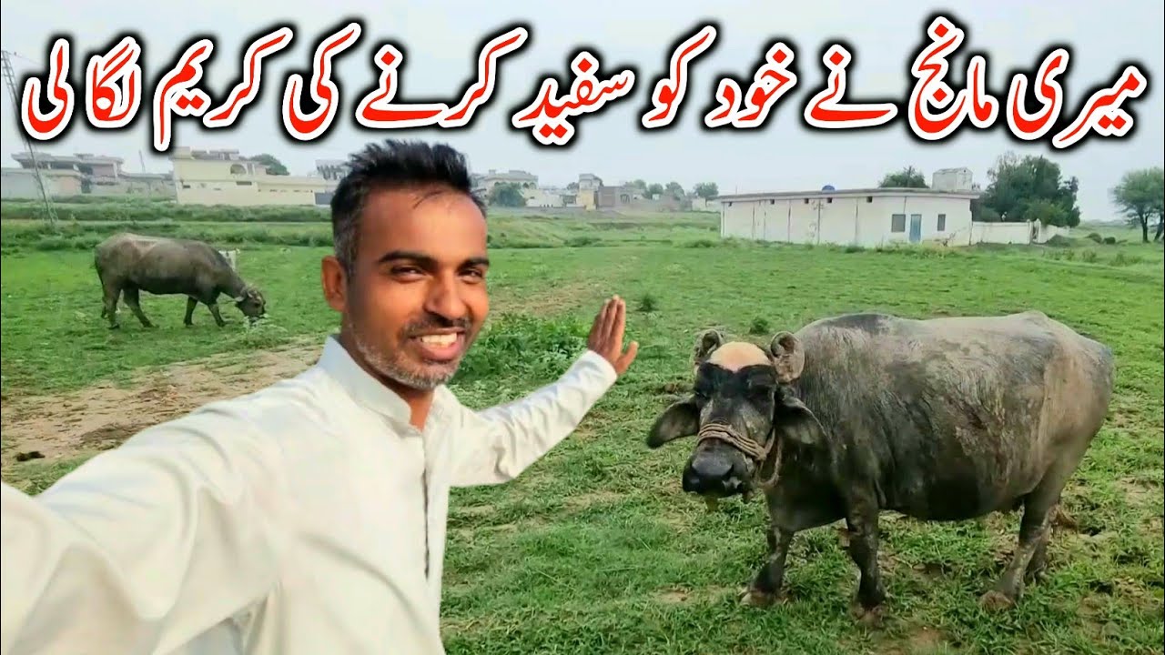 My Buffalo Used The Whitening Faiza Beauty Cream || Village Life Of Khairi Bala