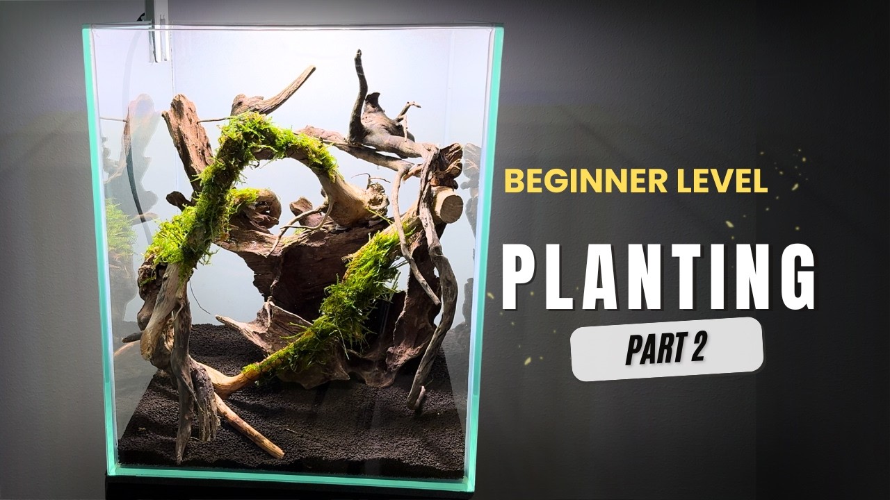 Beginner Aquascape Planting Tutorial | Nano Tank, Part 2