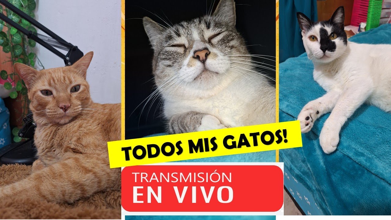 🔴Hacemos nuestro primer LIVE con los Gatos y sus travesuras EN VIVO! 🙀✨🐾😹🤣