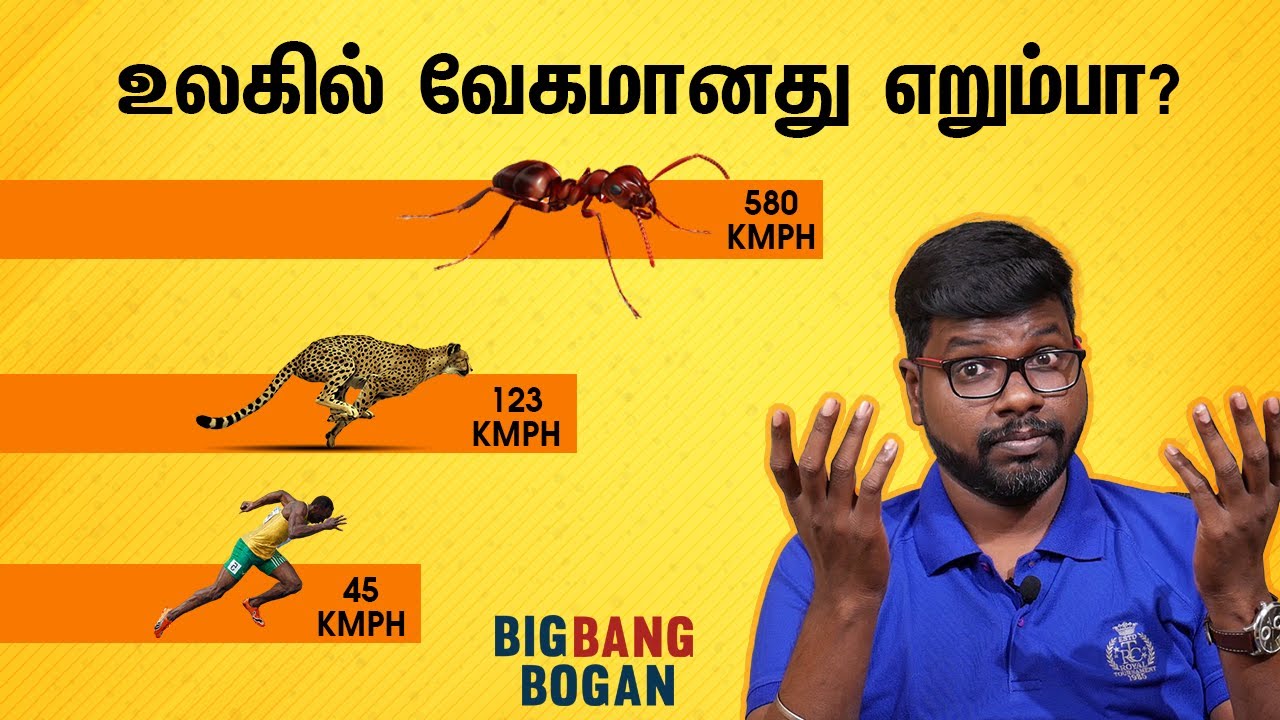 பாயும் புல்லட்டை விட வேகமான எறும்பை தெரியுமா| interesting facts about Ants|Big Bang Bogan