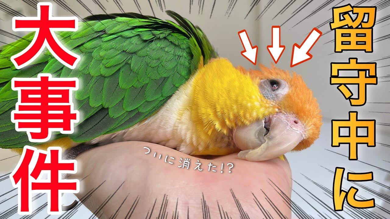 丸1日のお留守番でインコに予想外の異変が‥！【シロハラインコ】