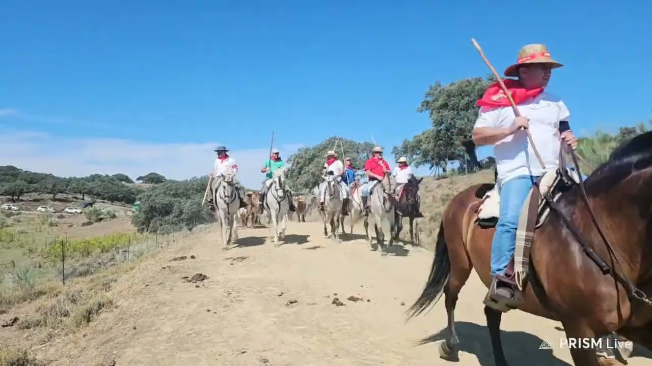 Encierro de Bueyes  desde la dehesa de Mingue a Coria