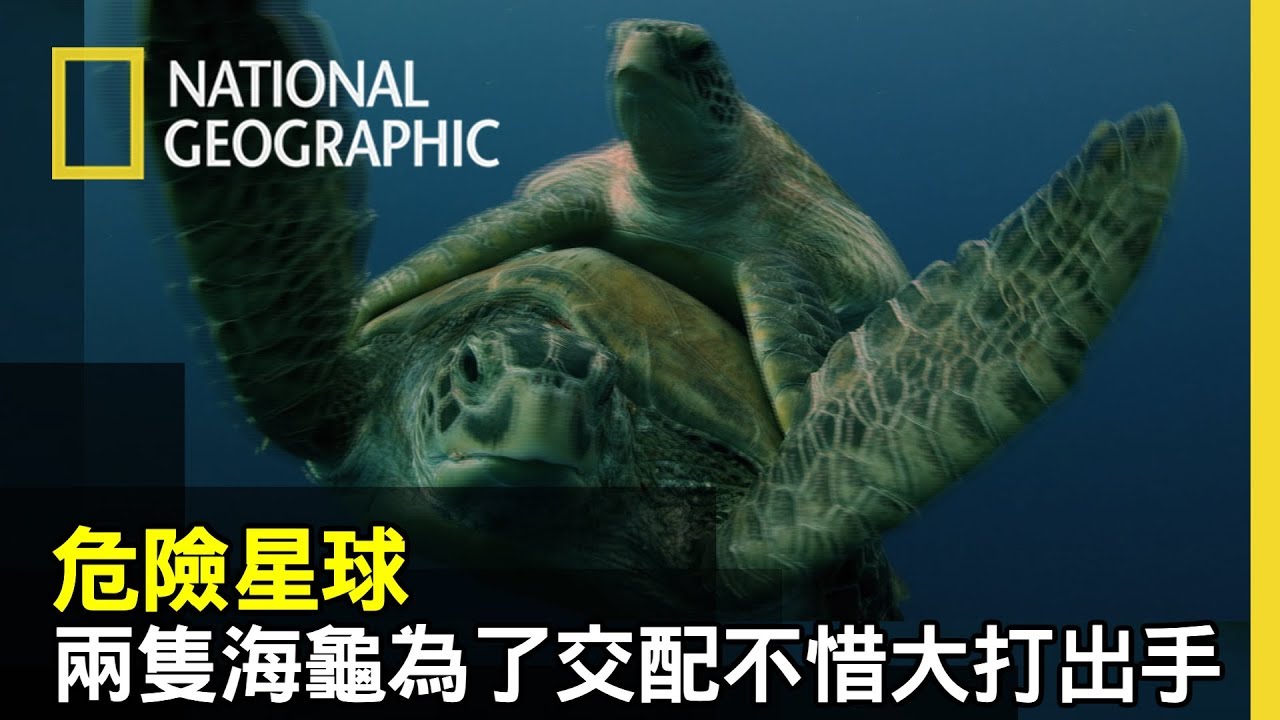 海龜為了繁衍下一代不惜賭上生命，奮力的在較勁海龜中突破重圍!! 這鏡頭到底怎麼拍到的!【危險星球】