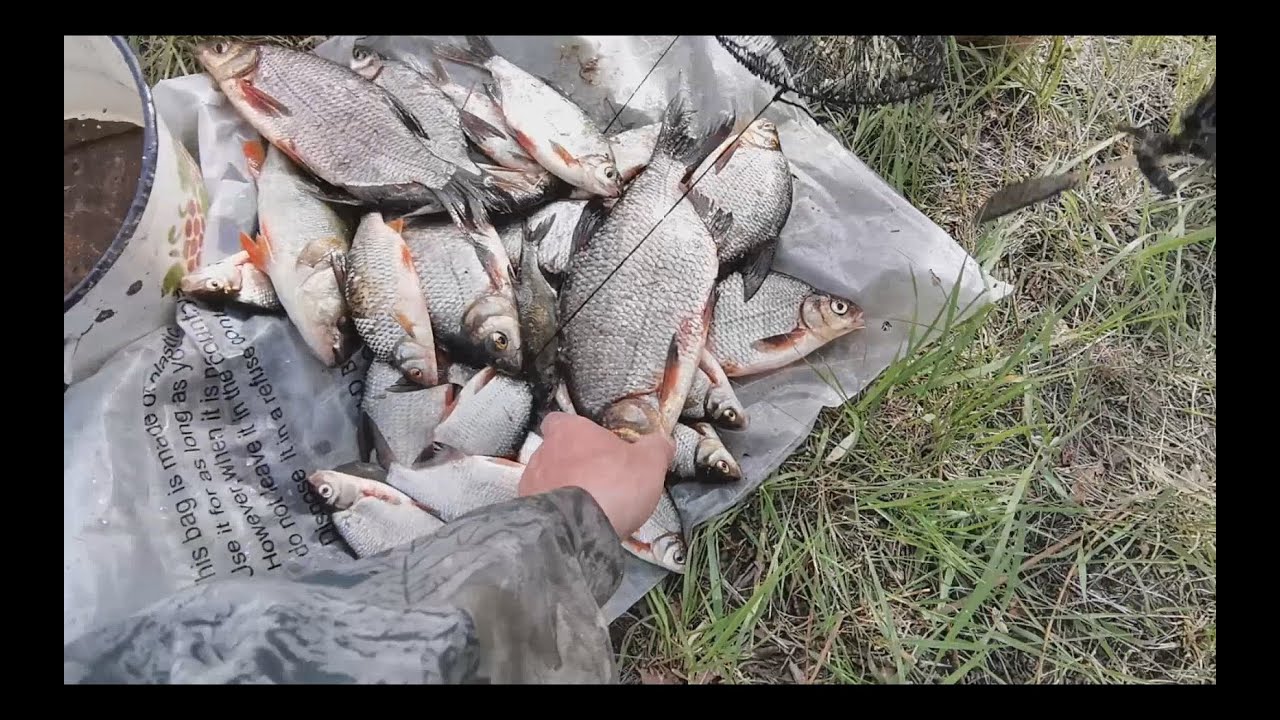 Рыбалка на Припяти В проводку на ракушку Основы