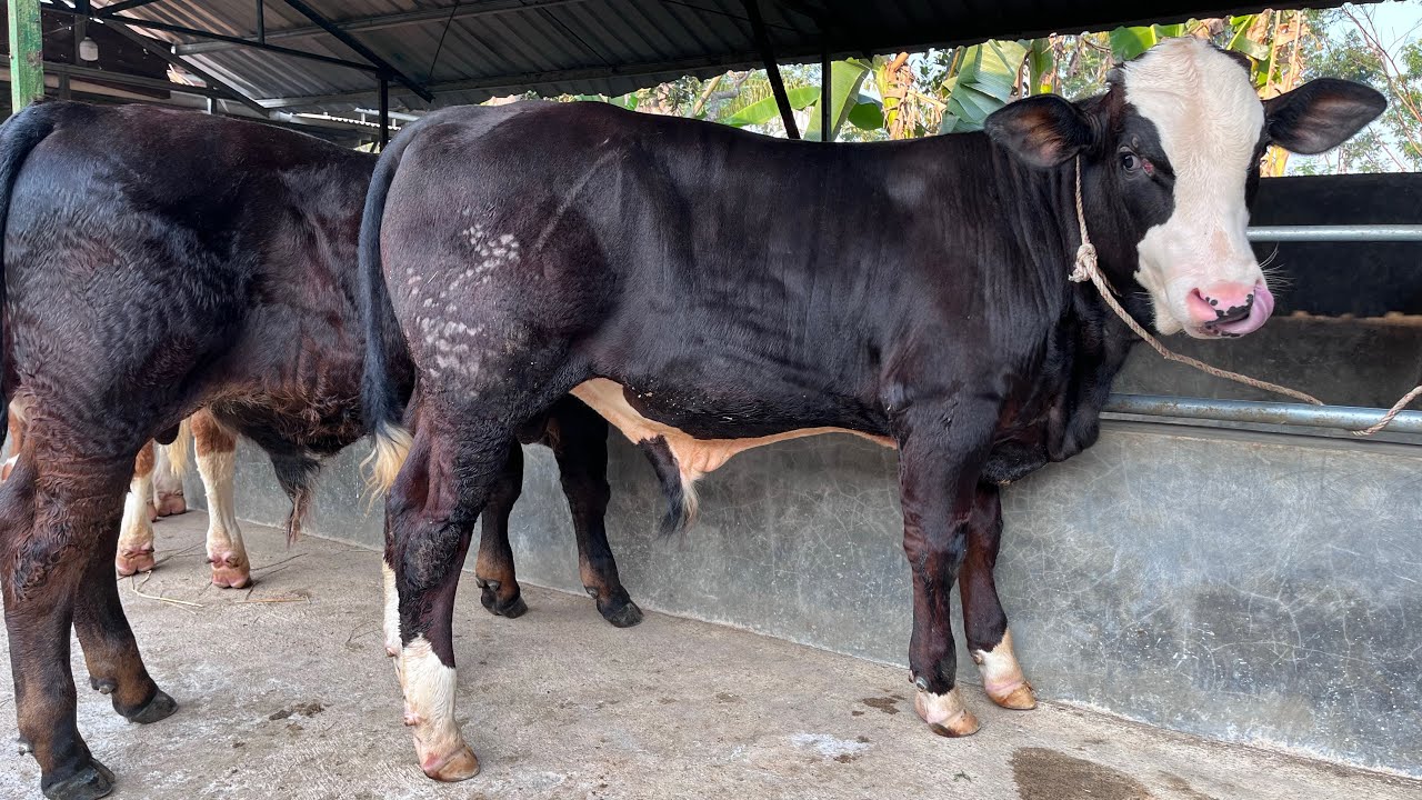 PEDET SUPER PILIHAN 27 september 2025