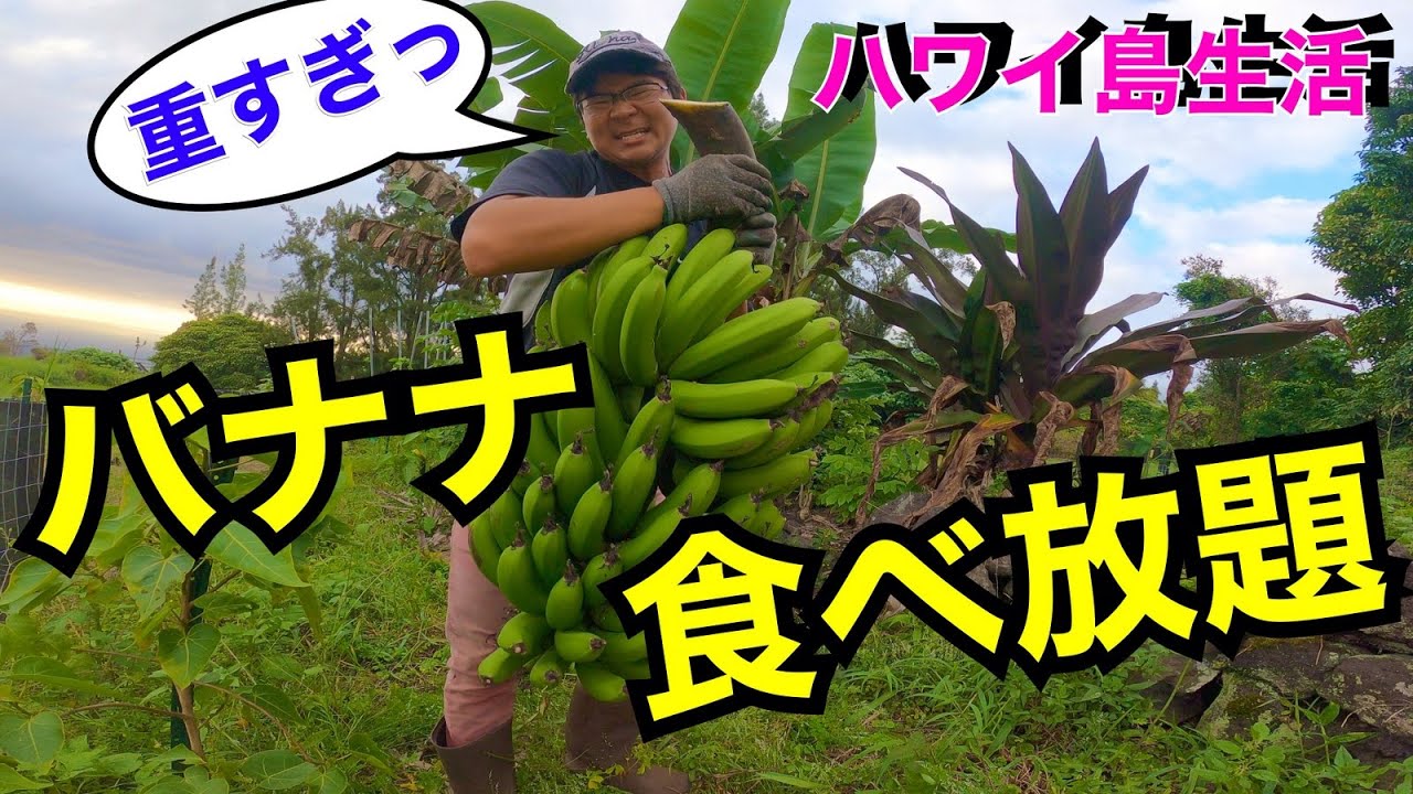 【ハワイ島 自給自足生活】バナナ狩り