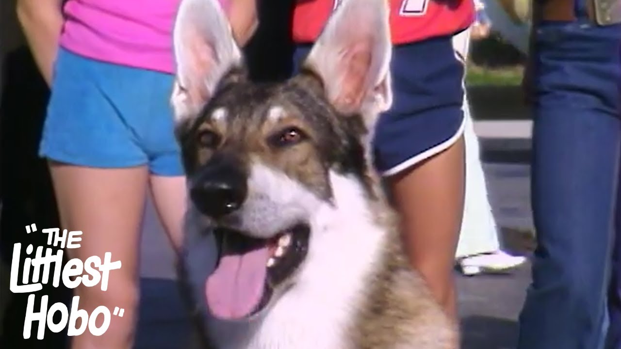 Mystery At The Zoo | The Littlest Hobo | Season 2 | Episode 5
