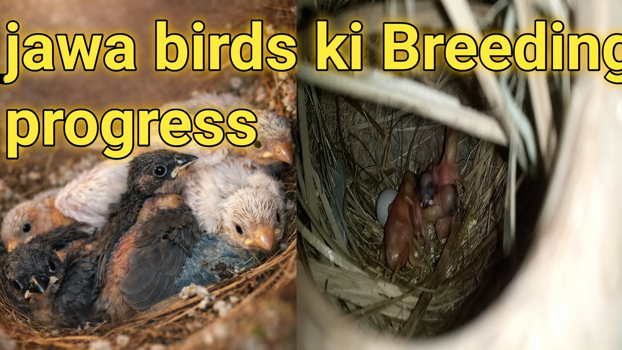 Jawa birds ki breeding progress 