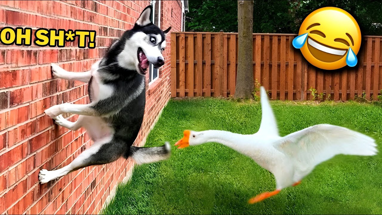 🐾Your 3 Hours Dose of Hilarious Cats and Dogs😂🐶🐱
