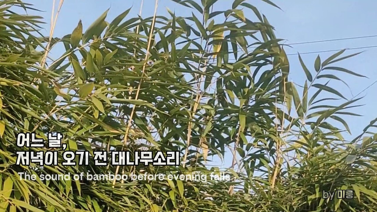 대나무 바람소리|wind sound