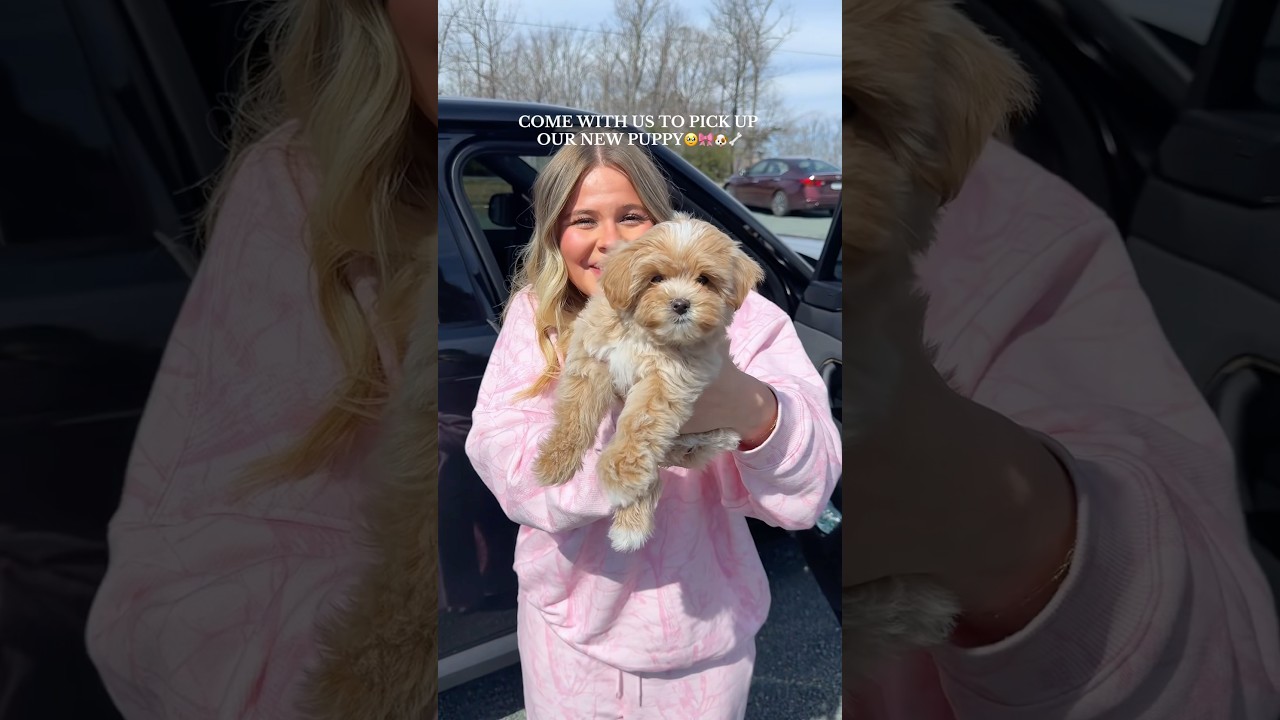the newest member of the family&hellip; MEET GOUDA!!!🥹💗🎀🐶🦴 #dogmom #newpuppy #maltipoo