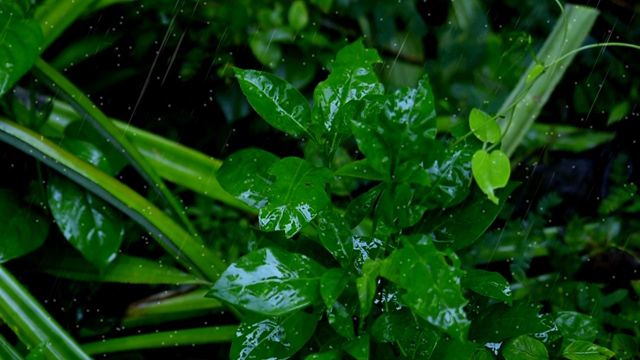 Rain Sounds on Fresh Green Leaves | Calm Nature Ambience for Sleep & Relaxation