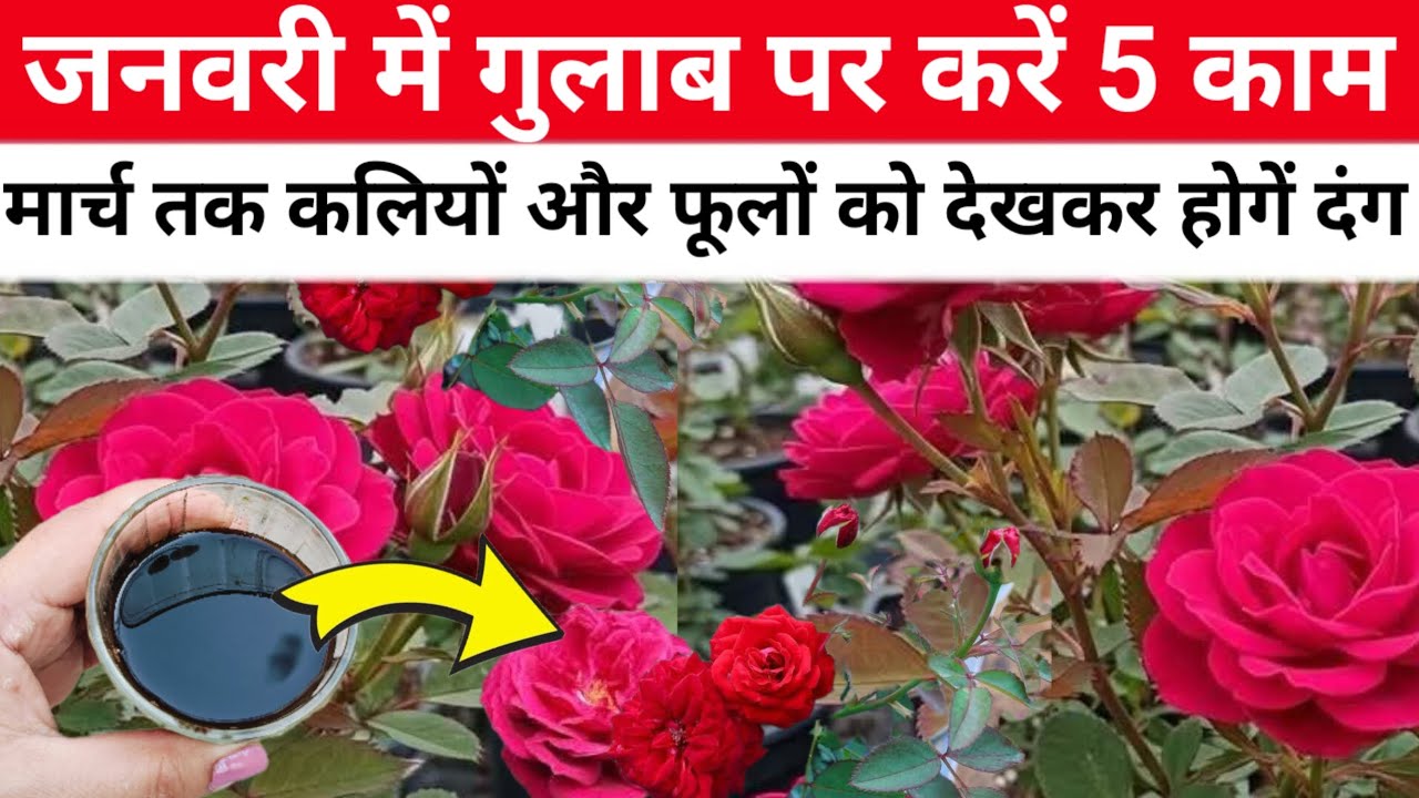 जनवरी में गुलाब पर 5 कामों को करते ही बनने लगेंगी ढेरों कलियां और फूल/🌹Rose Care Tips & Fertilizers 