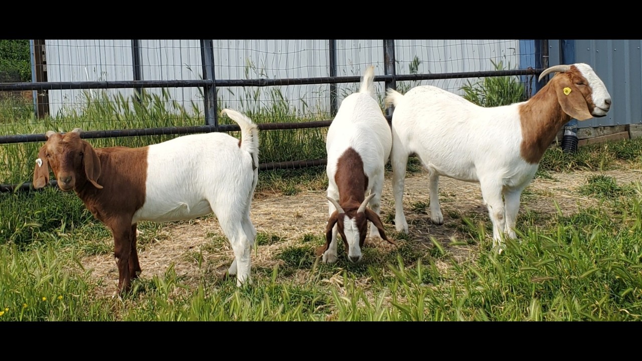 From Hoof to Horns: A Beginning Guide to Breeds
