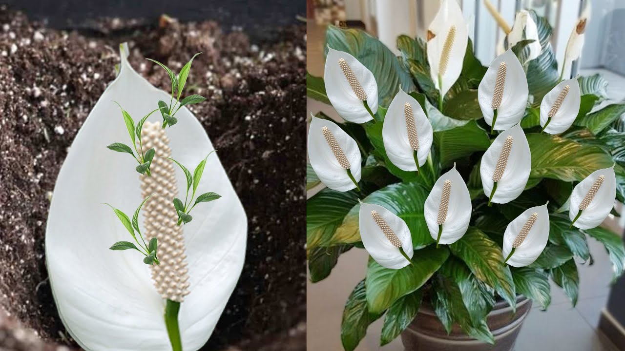 How to grow Peace Lily from flowers, 100% success